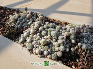 Mineral atmosphere and herbs in a villa near Eze sur Mer