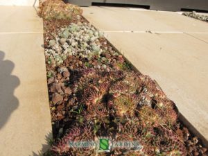 Ambiance minérale et plantes grasses dans une villa dans les alentours d'Eze sur Mer