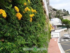 We create and maintain green walls and roofs