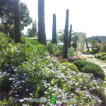 Landscape maintenance of a garden on the French Riviera