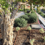 Realization and maintenance of a roof terrace in Monaco