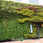 We create and maintain green walls