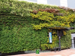 We create and maintain green walls
