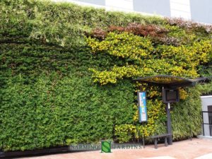 Un mur végétal à Monaco