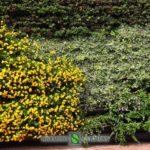 Portions of green walls in Monaco