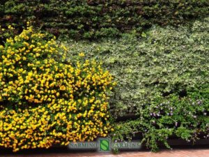 Portions of green walls in Monaco