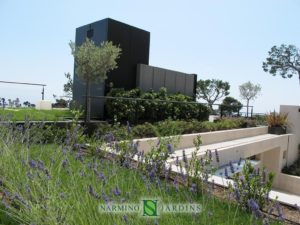 A green roof terrace