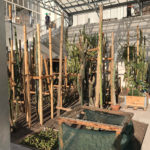 Installation of new greenhouses in the Exotic Garden