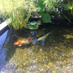 Creation of a pool for Koi Carp