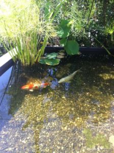 Creation of a pool for Koi Carp