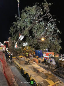 Fin du déplacement de l'olivier de 20 tonnes.