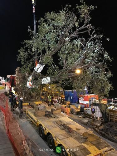 Fin du déplacement de l'olivier de 20 tonnes.