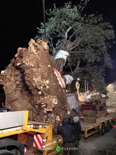 Fin du déplacement de l'olivier de 20 tonnes.