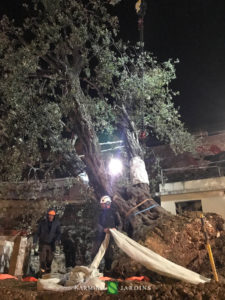 Fin du déplacement de l'olivier de 20 tonnes.