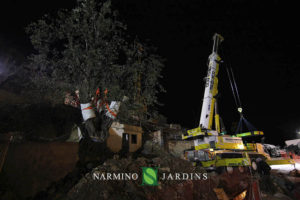 Photo of the displacement of an olive tree over 20 tonnes. A performance of the landscape and garden maintenance company Narmino Jardins.