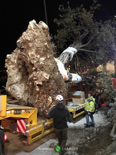 Fin du déplacement de l'olivier de 20 tonnes.