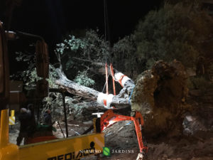 Fin du déplacement de l'olivier de 20 tonnes.