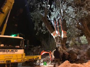 Fin du déplacement de l'olivier de 20 tonnes.