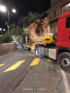 Fin du déplacement de l'olivier de 20 tonnes.