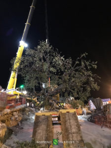 Fin du déplacement de l'olivier de 20 tonnes.