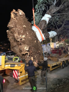 Fin du déplacement de l'olivier de 20 tonnes.