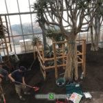 Installation of new greenhouses in the Exotic Garden