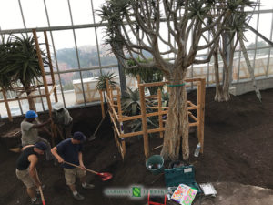 Installation of new greenhouses in the Exotic Garden