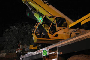 Photo of the displacement of an olive tree over 20 tonnes. A performance of the landscape and garden maintenance company Narmino Jardins.