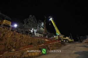 Photo du déplacement d'un olivier de plus de 20 tonnes. Une performance de l'entreprise paysagère et d'entretien d'espaces verts Narmino Jardins.