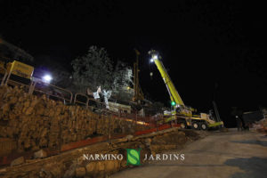 Photo of the displacement of an olive tree over 20 tonnes. A performance of the landscape and garden maintenance company Narmino Jardins.