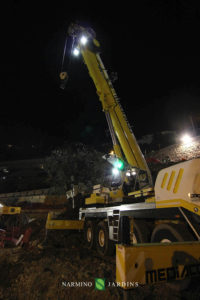 Photo du déplacement d'un olivier de plus de 20 tonnes. Une performance de l'entreprise paysagère et d'entretien d'espaces verts Narmino Jardins.