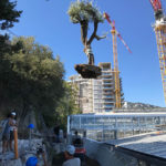 Installation of new greenhouses in the Exotic Garden