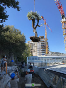 Installation of new greenhouses in the Exotic Garden