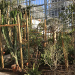 Installation of new greenhouses in the Exotic Garden