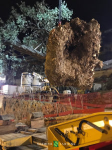 Fin du déplacement de l'olivier de 20 tonnes.