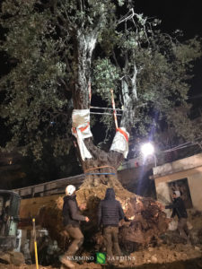 Fin du déplacement de l'olivier de 20 tonnes.