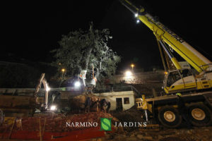 Photo of the displacement of an olive tree over 20 tonnes. A performance of the landscape and garden maintenance company Narmino Jardins.