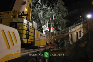 Photo of the displacement of an olive tree over 20 tonnes. A performance of the landscape and garden maintenance company Narmino Jardins.