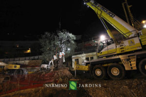 Photo du déplacement d'un olivier de plus de 20 tonnes. Une performance de l'entreprise paysagère et d'entretien d'espaces verts Narmino Jardins.