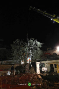 Photo of the displacement of an olive tree over 20 tonnes. A performance of the landscape and garden maintenance company Narmino Jardins.