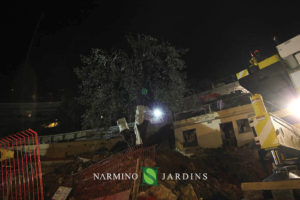 Photo of the displacement of an olive tree over 20 tonnes. A performance of the landscape and garden maintenance company Narmino Jardins.