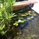 Creation of a pool for Koi Carp