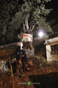 Photo du déplacement d'un olivier de plus de 20 tonnes. Une performance de l'entreprise paysagère et d'entretien d'espaces verts Narmino Jardins.
