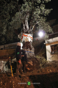 Photo of the displacement of an olive tree over 20 tonnes. A performance of the landscape and garden maintenance company Narmino Jardins.