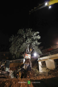 Photo of the displacement of an olive tree over 20 tonnes. A performance of the landscape and garden maintenance company Narmino Jardins.