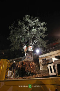 Photo of the displacement of an olive tree over 20 tonnes. A performance of the landscape and garden maintenance company Narmino Jardins.