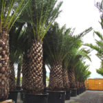 A phoenix palm