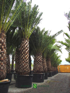 A phoenix palm