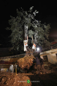 Photo of the displacement of an olive tree over 20 tonnes. A performance of the landscape and garden maintenance company Narmino Jardins.