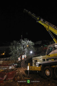 Photo of the displacement of an olive tree over 20 tonnes. A performance of the landscape and garden maintenance company Narmino Jardins.